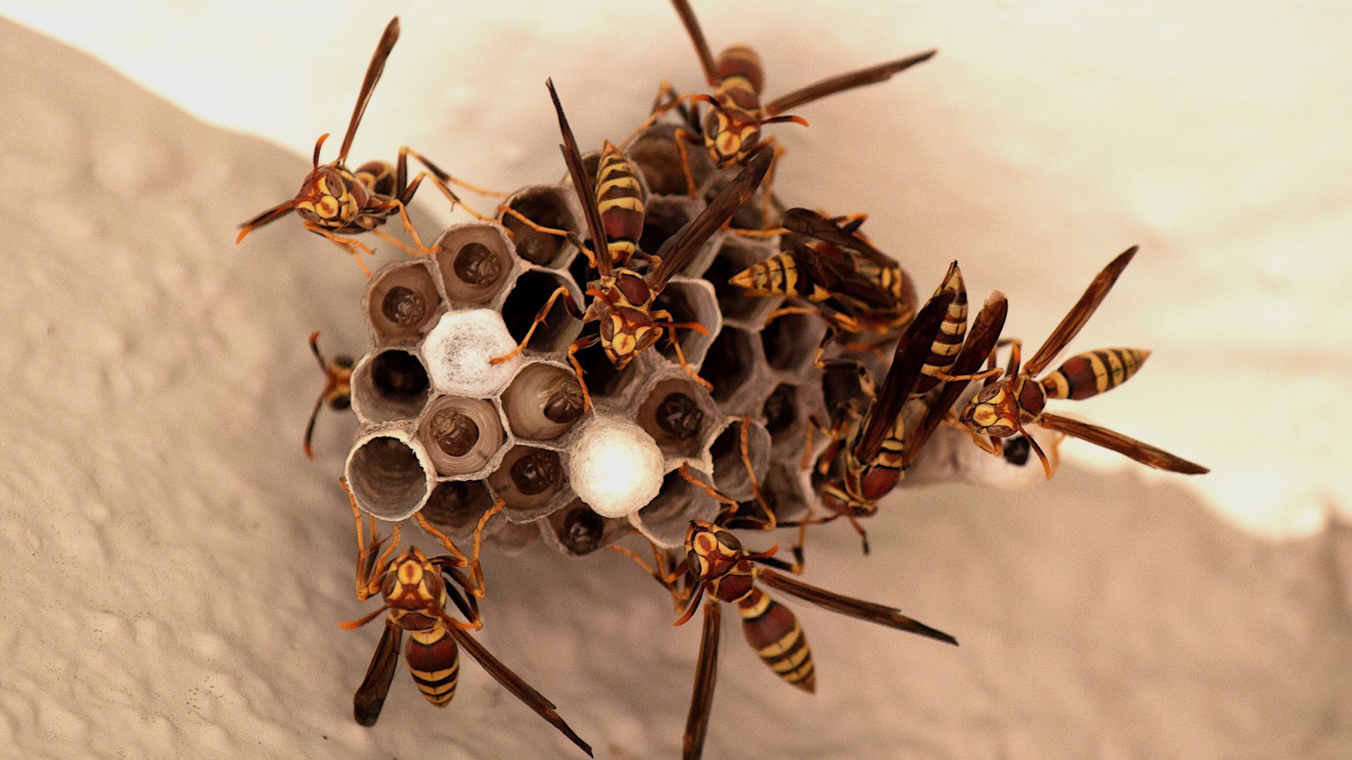 How to Prevent Wasps from Nesting on Your Property