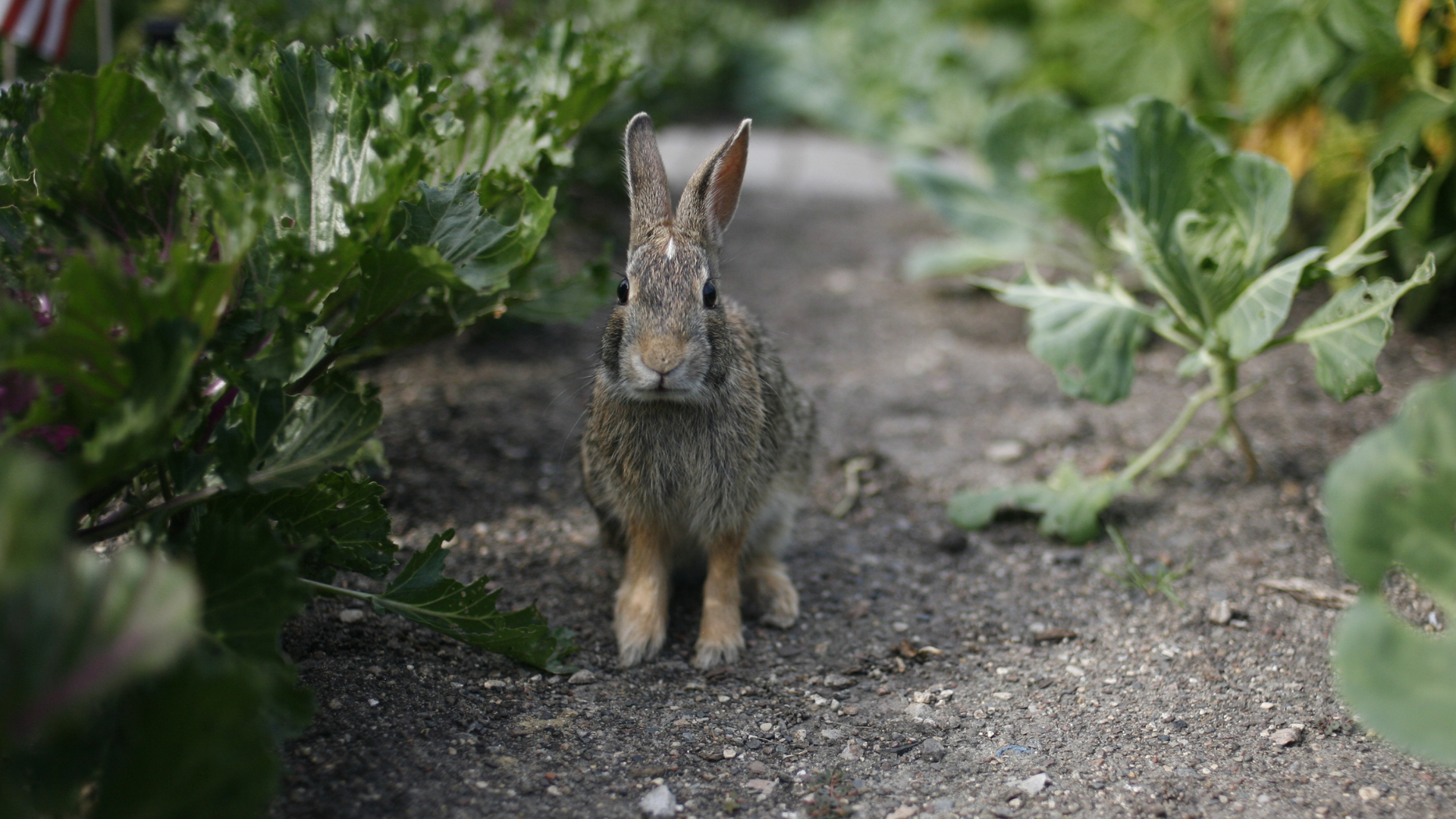 Keeping Wildlife Away from Your Garden