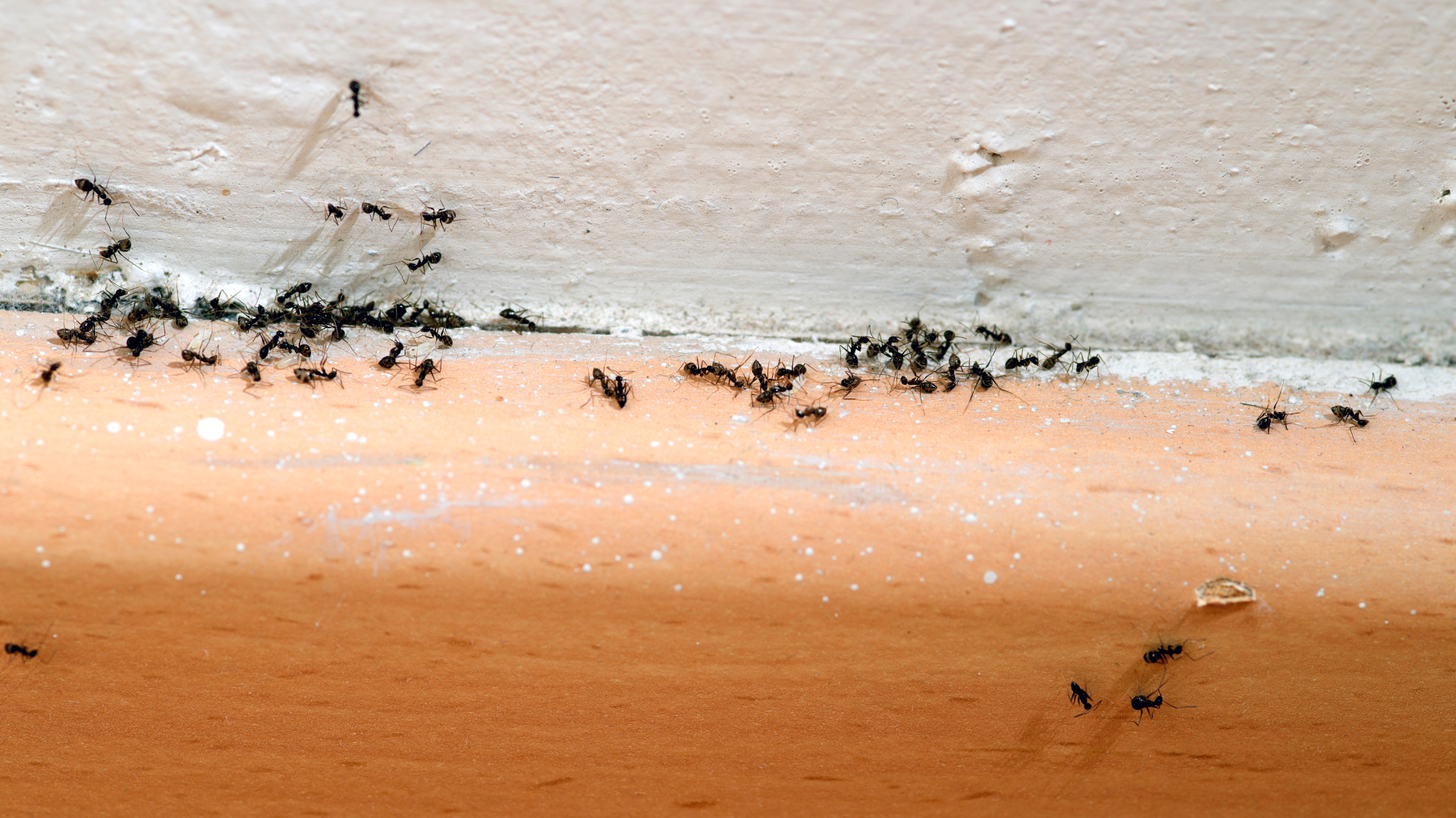 Recognizing the Signs of Pest Infestations in Walls