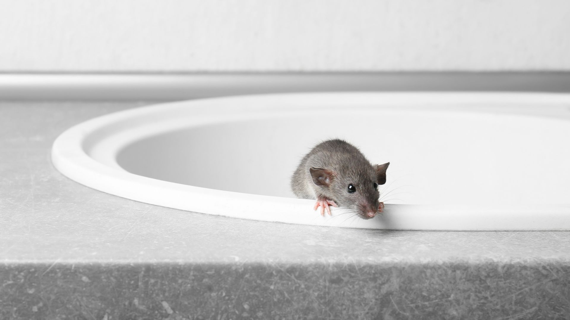 Strategies for Rodent-Proofing Your Home