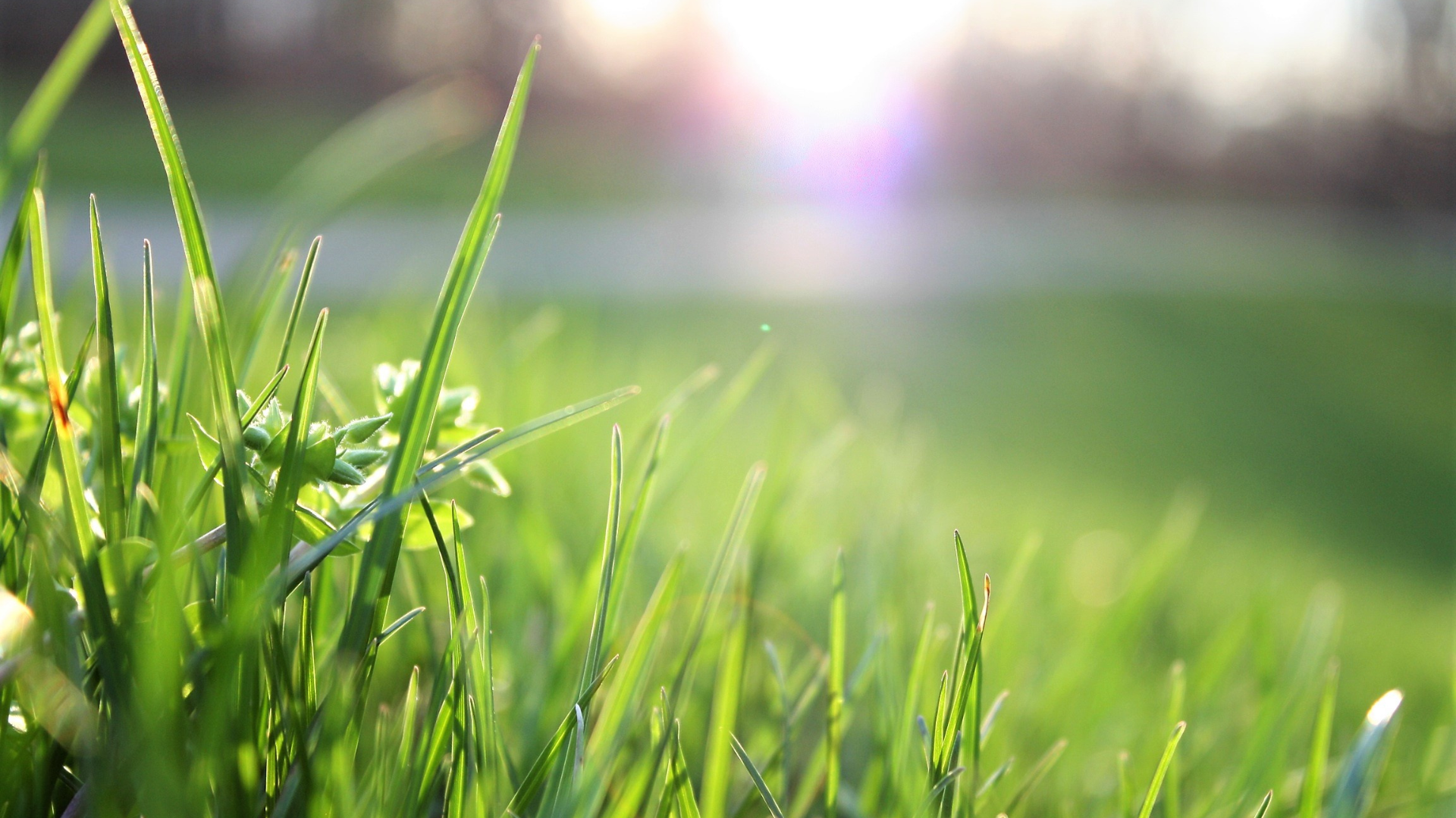 The Best Natural Pest Control Methods for Your Yard