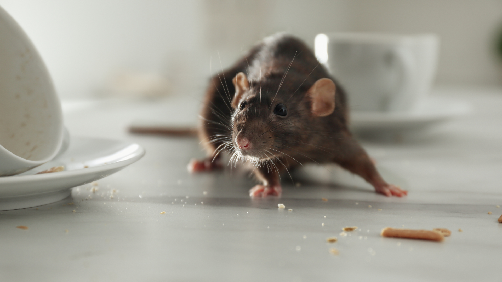 The Hidden Dangers of Rodents and How to Keep Them Out for Good