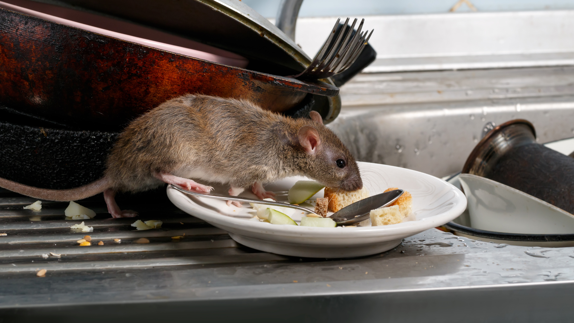 Understanding Rodent Behavior: Key Insights for Effective Exclusion