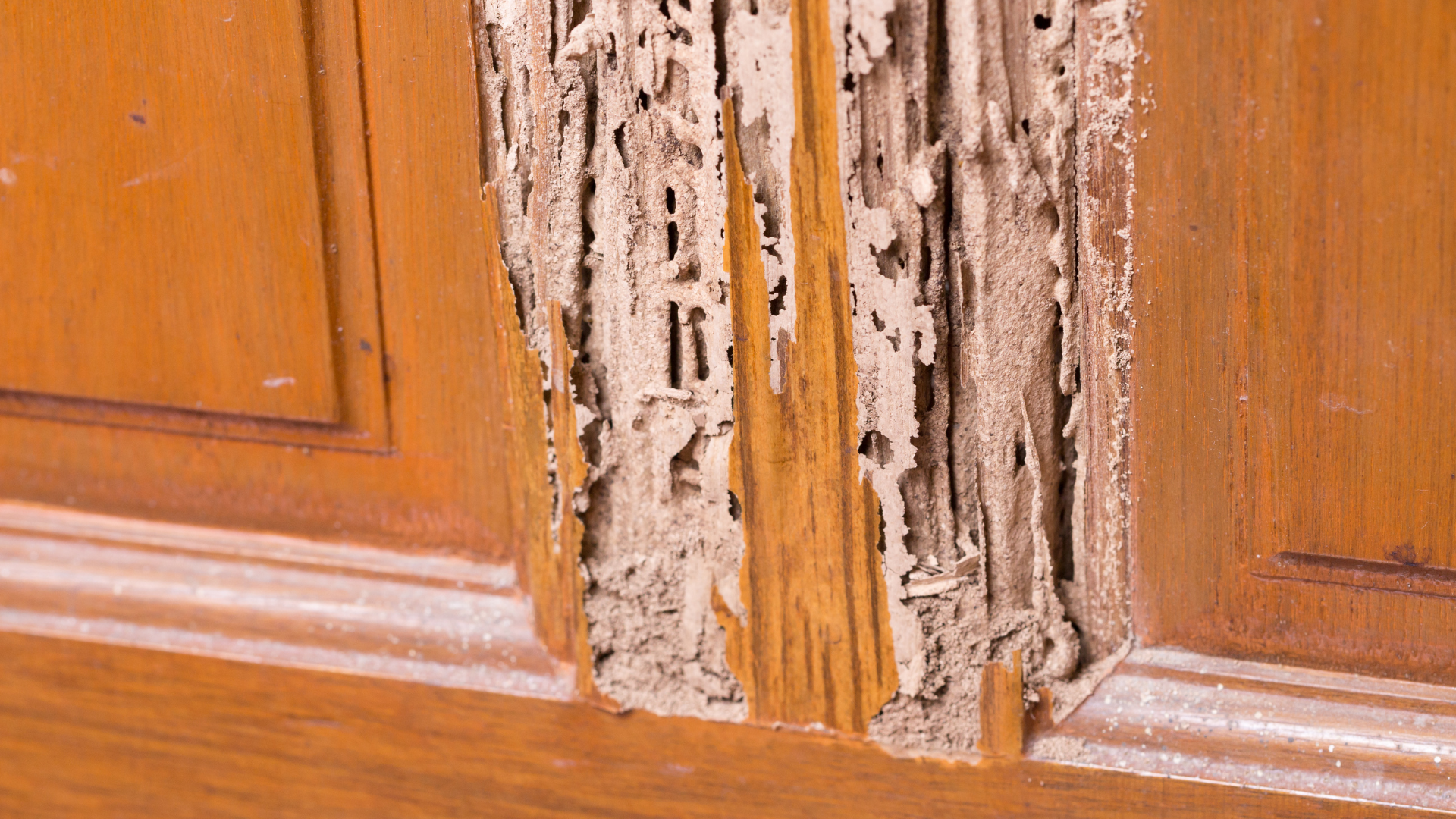 What Attracts Termites to Your Property and How to Stop It