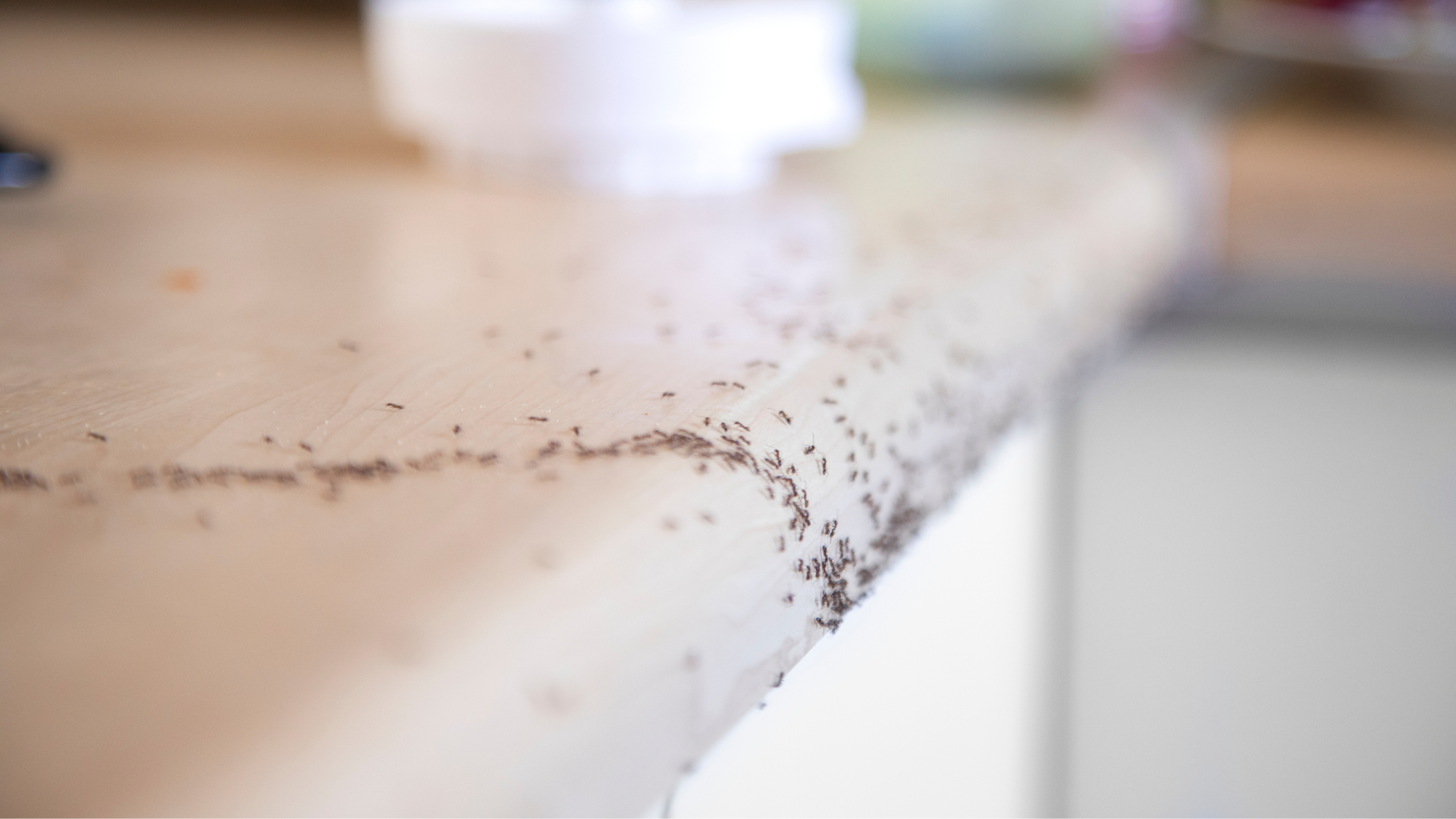 Why Ignoring Small Pests Can Lead to Bigger Problems