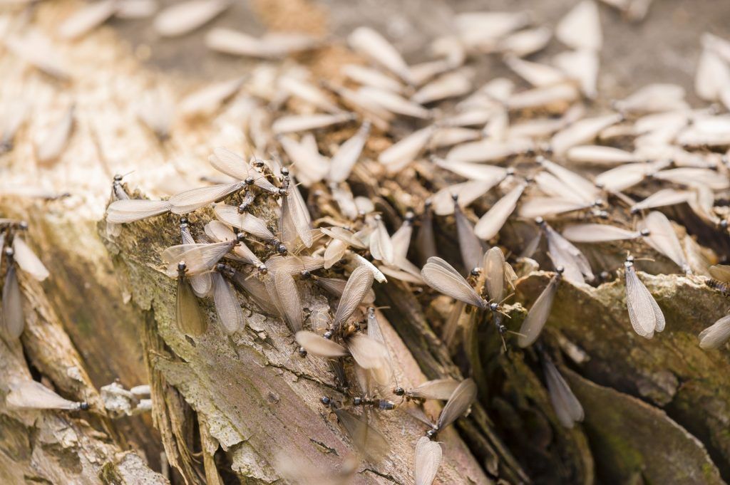 Get The Facts On Termite Swarming In Florida