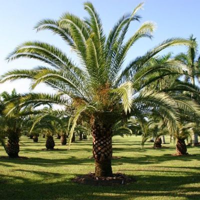 Pest Control Services - Pest Control Treatment in Florida - Image of Landscaping