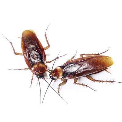 Pest Control Services - Pest Control Treatment in Florida - Image of Cockroaches