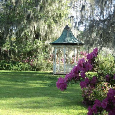 Pest Control Services - Pest Control Treatment in Florida - Image of Aphids