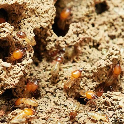 Pest Control Services - Pest Control Treatment in Florida - Image of Termites