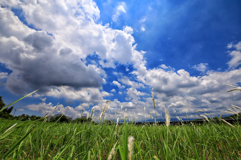 What You Need To Know About Sunlight And Your Lawn