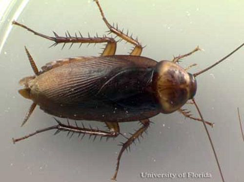 Pest Control Services - Pest Control Treatment in Florida - Image of Cockroaches