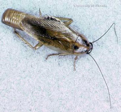 Pest Control Services - Pest Control Treatment in Florida - Image of Cockroach