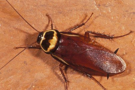 Pest Control Services - Pest Control Treatment in Florida - Image of Cockroaches