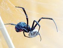 Pest Control Services - Pest Control Treatment in Florida - Image of Spiders