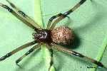 Pest Control Services - Pest Control Treatment in Florida - Image of Spiders
