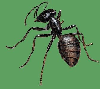 Pest Control Services - Pest Control Treatment in Florida - Image of Ants