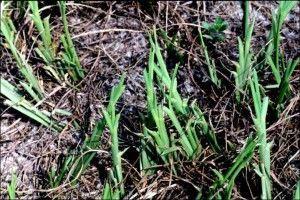 Caterpillar damage to bahia grass. Caterpillar damage to bahia grass.