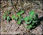 Chamberbitter Weed Chamberbitter Weed