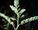 Chamberbitter Weed Chamberbitter Weed