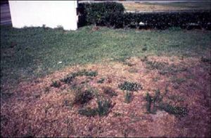 Pest Control Services - Pest Control Treatment in Florida - Image of Landscaping