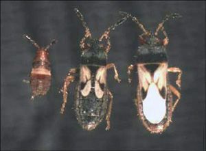Pest Control Services - Pest Control Treatment in Florida - Image of Cockroach