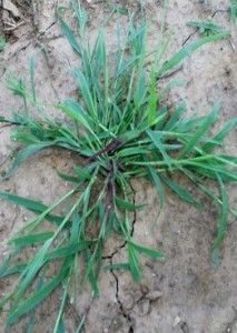 Pest Control Services - Pest Control Treatment in Florida - Image of Crabgrass
