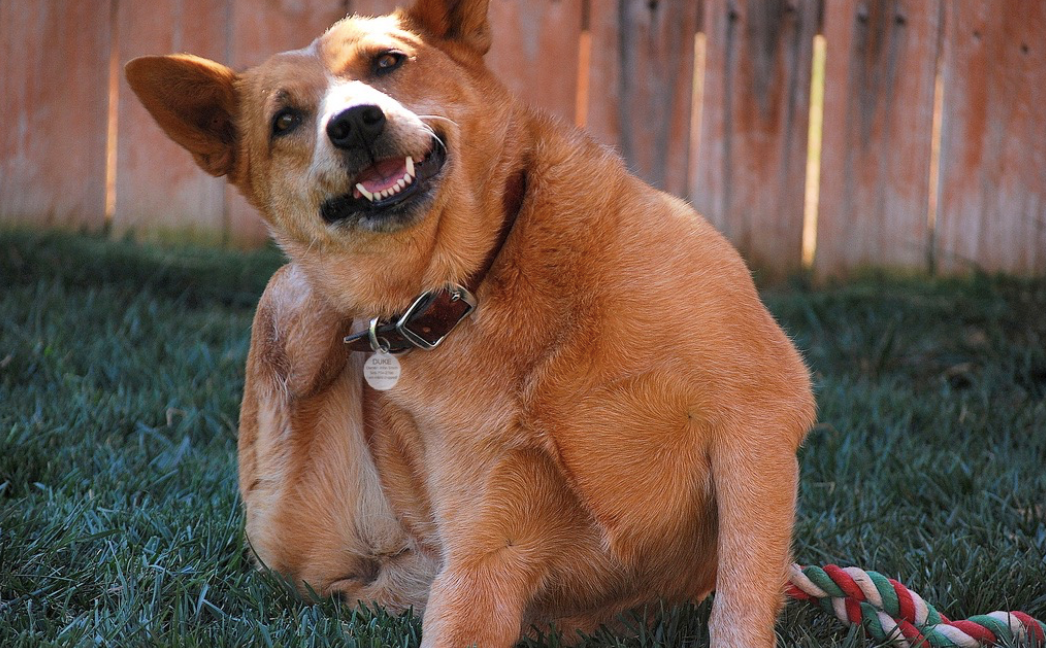 How To Protect Your Pets From Fleas And Ticks