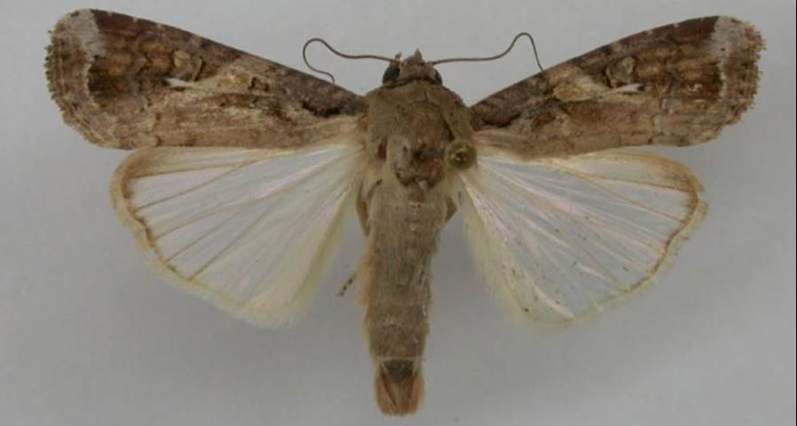 Fall army worm adult male.
