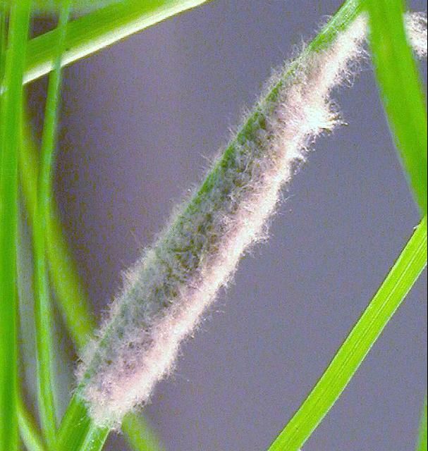 Fall army worm egg mass on bermuda grass.