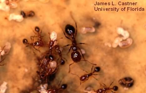 Pest Control Services - Pest Control Treatment in Florida - Image of Ants