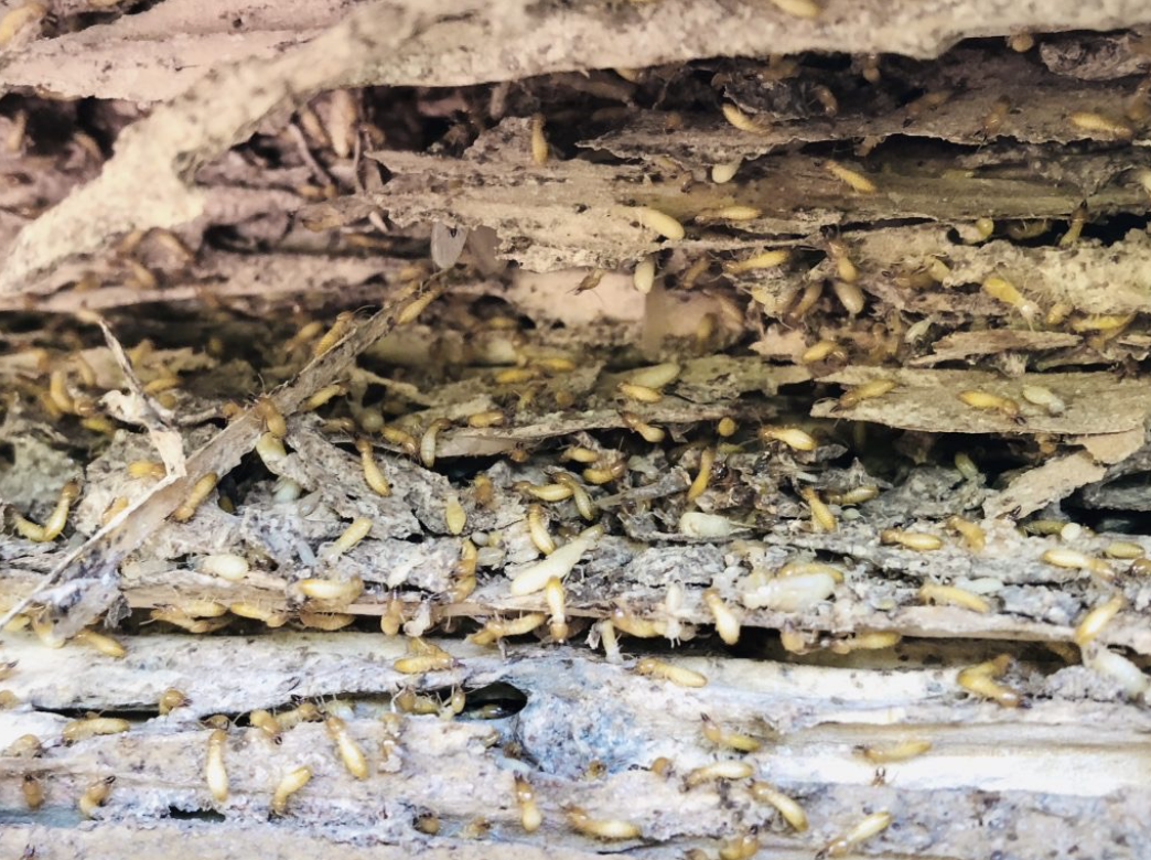 Comprehensive WDO inspections from Superior Spray Service