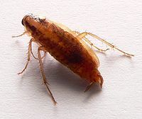 Pest Control Services - Pest Control Treatment in Florida - Image of Cockroach