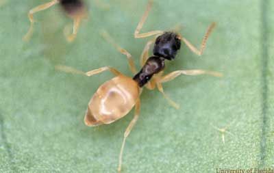 Pest Control Services - Pest Control Treatment in Florida - Image of Ants