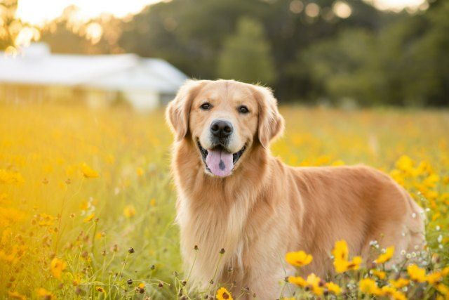 Pest Control Services - Pest Control Treatment in Florida - Image of Fleas and Ticks