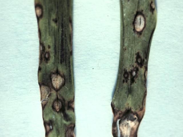 Pest Control Services - Pest Control Treatment in Florida - Image of Gray Leaf Spot