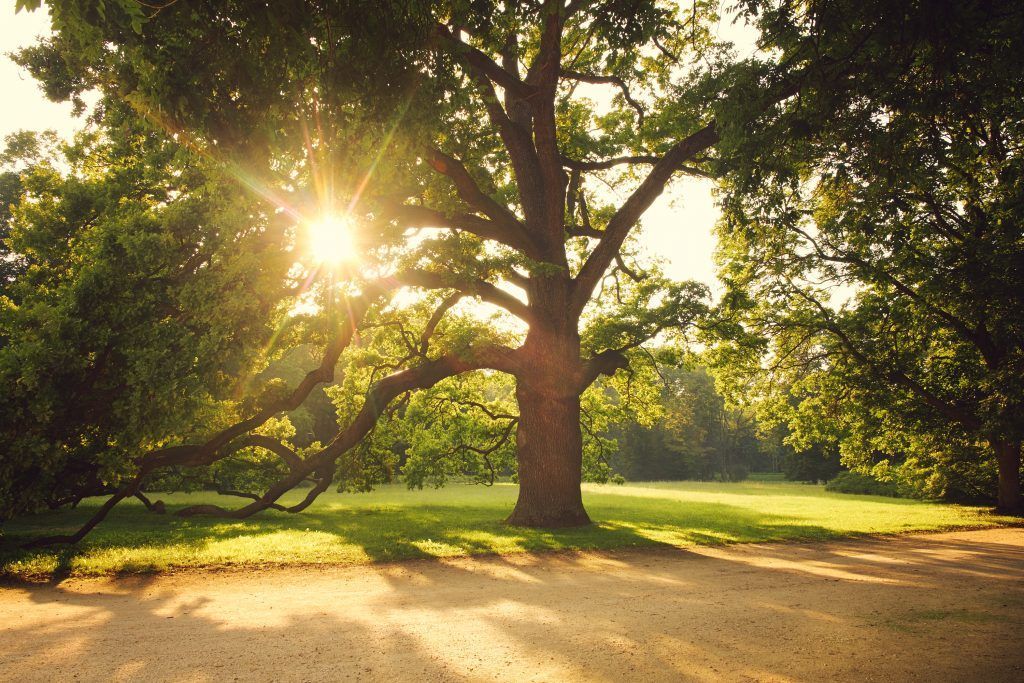 Tree Risk Assessments in Central Florida