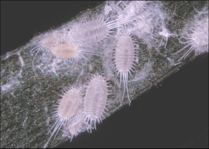 Pest Control Services - Pest Control Treatment in Florida - Image of Mealybugs