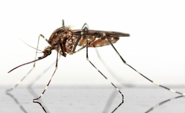 Pest Control Services - Pest Control Treatment in Florida - Image of Mosquito