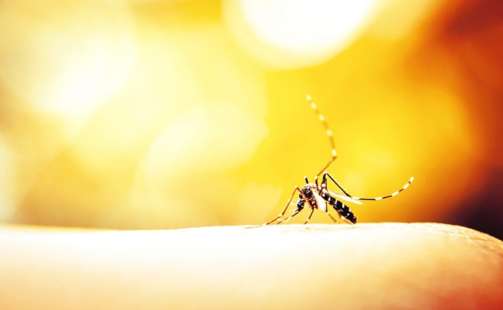 When is mosquito season in Florida?