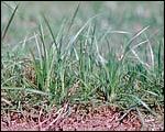 Tropical sod webworm larva
