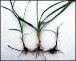 Purple Nutsedge