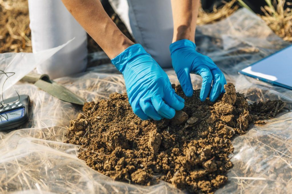 Pest Control Services - Pest Control Treatment in Florida - Image of Lawn