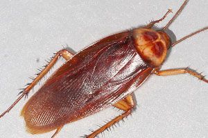 Pest Control Services - Pest Control Treatment in Florida - Image of Cockroaches