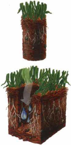 Pest Control Services - Pest Control Treatment in Florida - Image of Landscaping