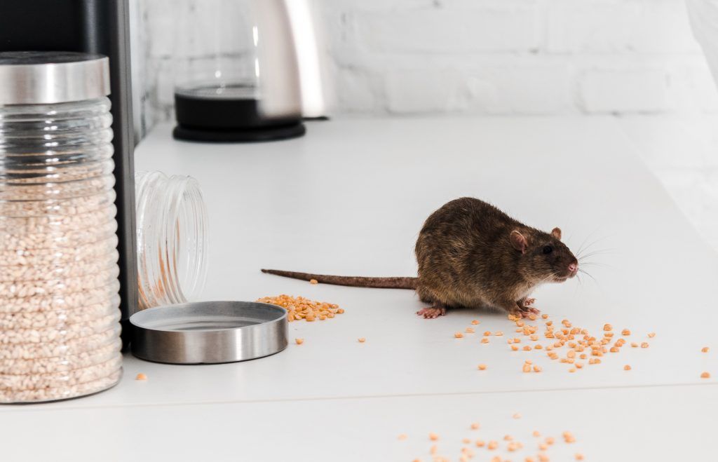 Why Are There Rats In My House?