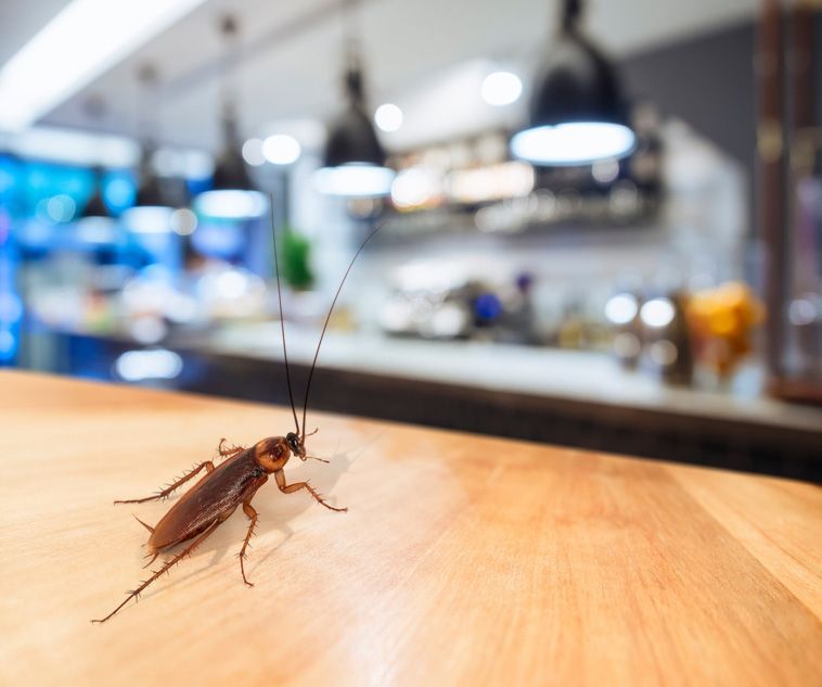 Pest Control Services - Pest Control Treatment in Florida - Image of Cockroach