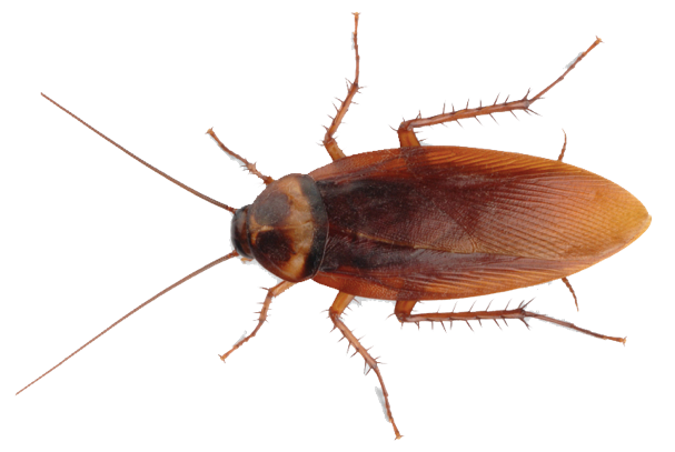 Why You Should Never Attempt DIY Pest Control