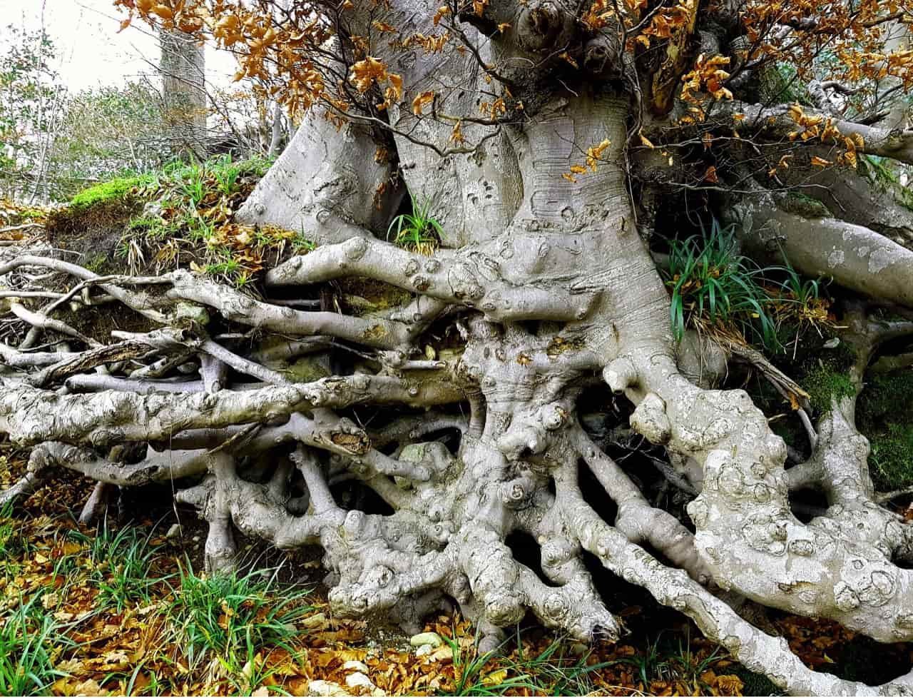 How To Recognize Root Girdling In Your Trees