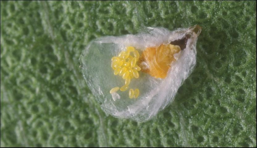 False oleander scale female, turned over to show eggs and female body. False oleander scale female, turned over to show eggs and female body.
